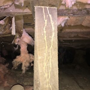 Support beam under a house with termite tubes. Asheville pest inspection. Asheville Home Inspector Peter Young.