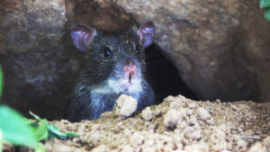 Rat peers out from underground hideout. Asheville pest inspection. Asheville home inspector Peter Young.