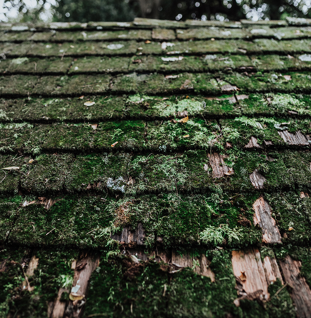 Roof with moss damage